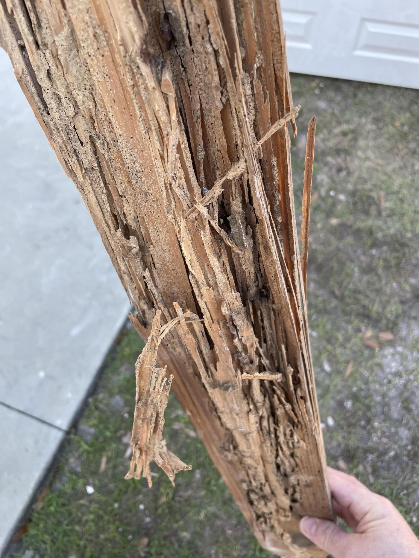 Termite damage