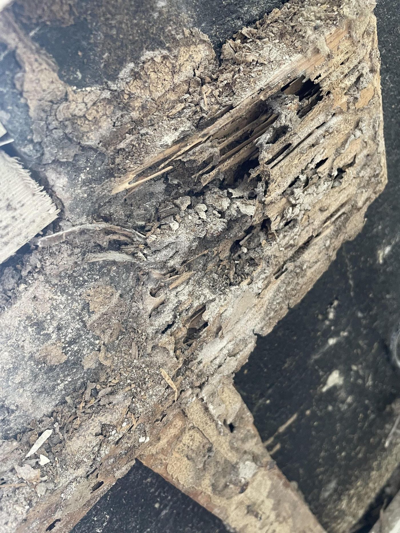 Window rot and mold